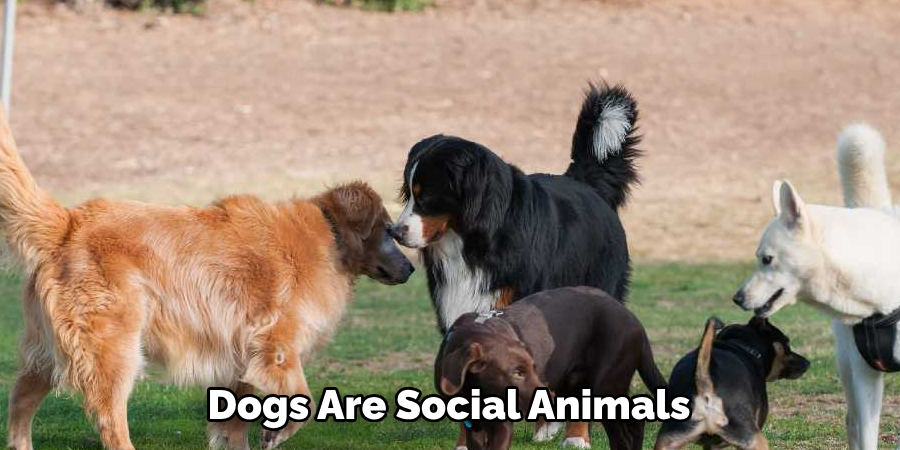 Dogs Are Social Animals