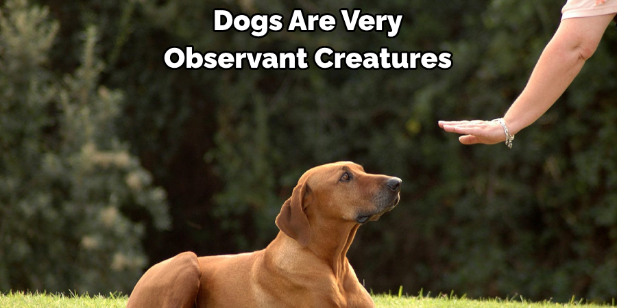 Dogs Are Very Observant Creatures