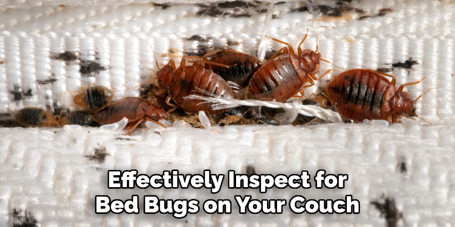Effectively Inspect for Bed Bugs on Your Couch