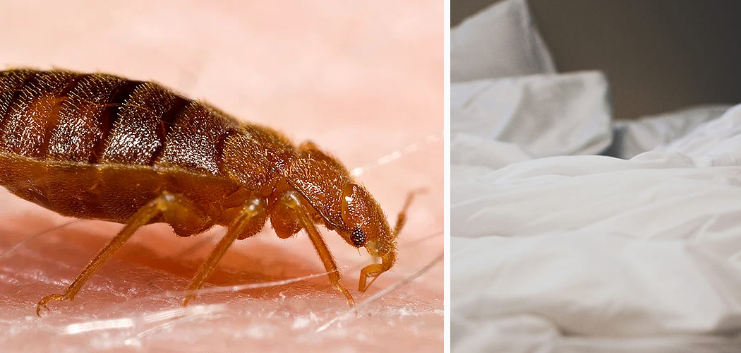How to Get Fleas Off Bed