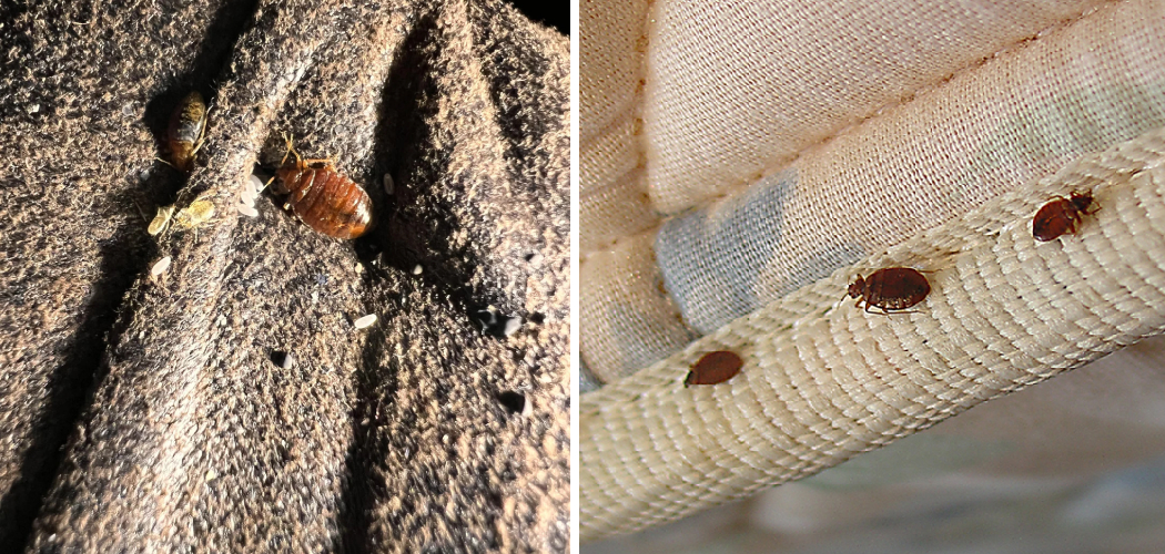 How to Look for Bed Bugs on Couche