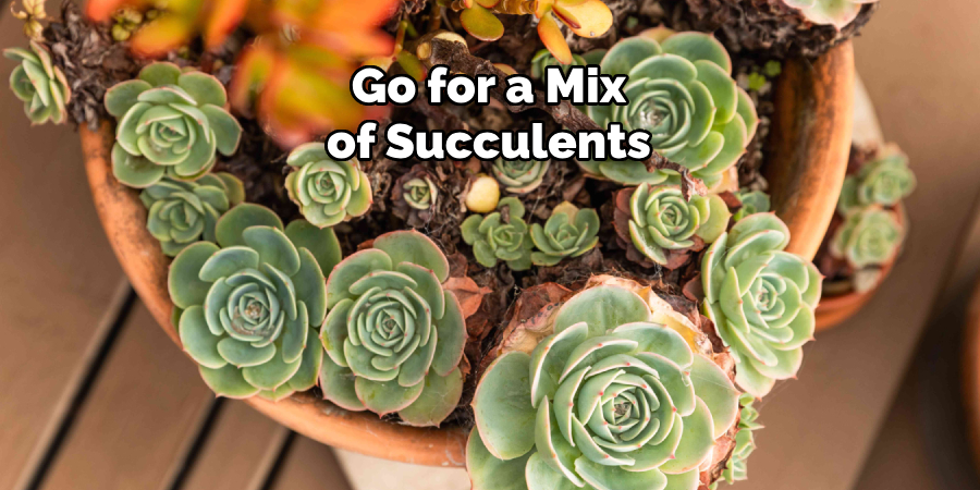 Go for a Mix of Succulents