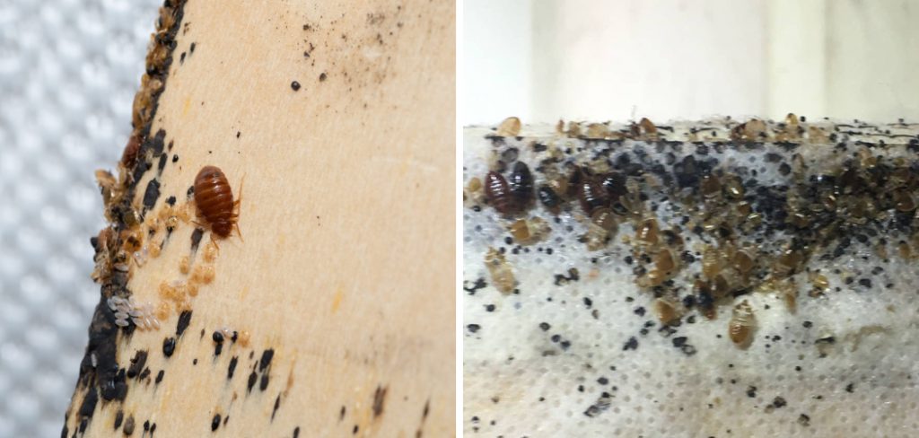 How to Remove Bed Bugs Eggs