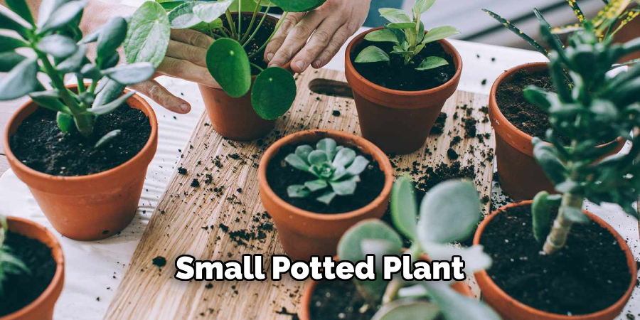 Small Potted Plant