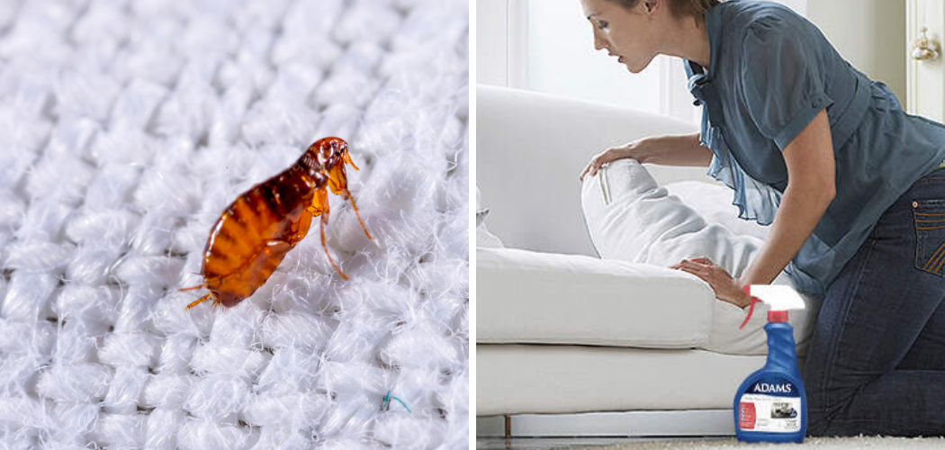 How to Get Rid of Fleas on a Couch