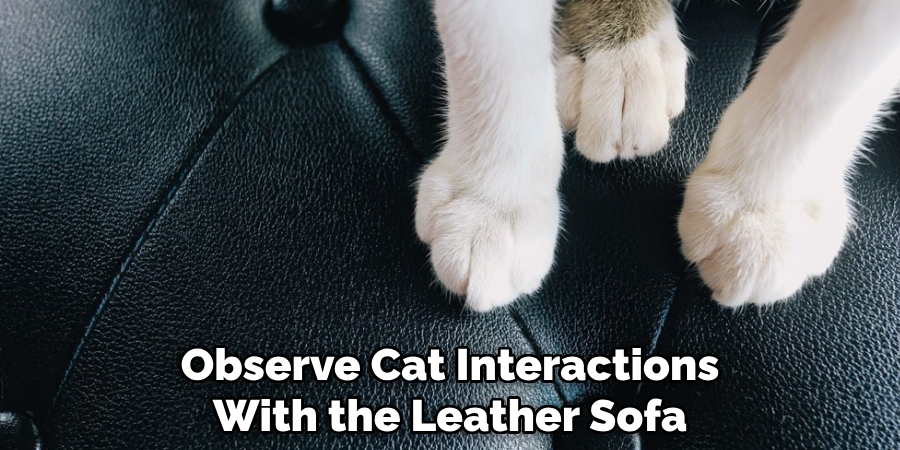 Observe Cat Interactions
With the Leather Sofa