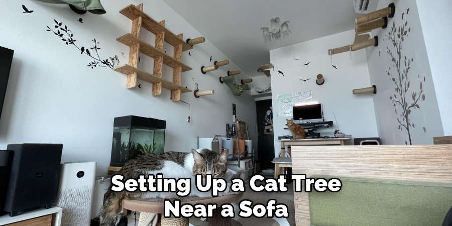 Setting Up a Cat Tree
Near a Sofa