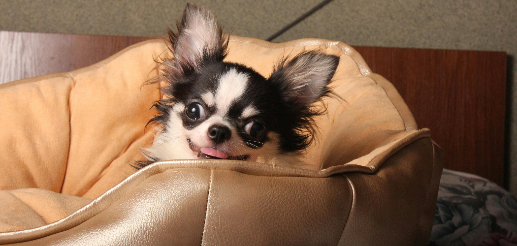 How to Treat a Leather Couch for Pet Hair