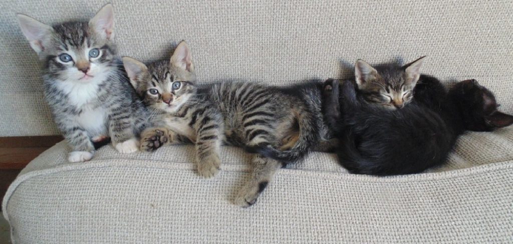 How to Keep Cat from Going under Couch