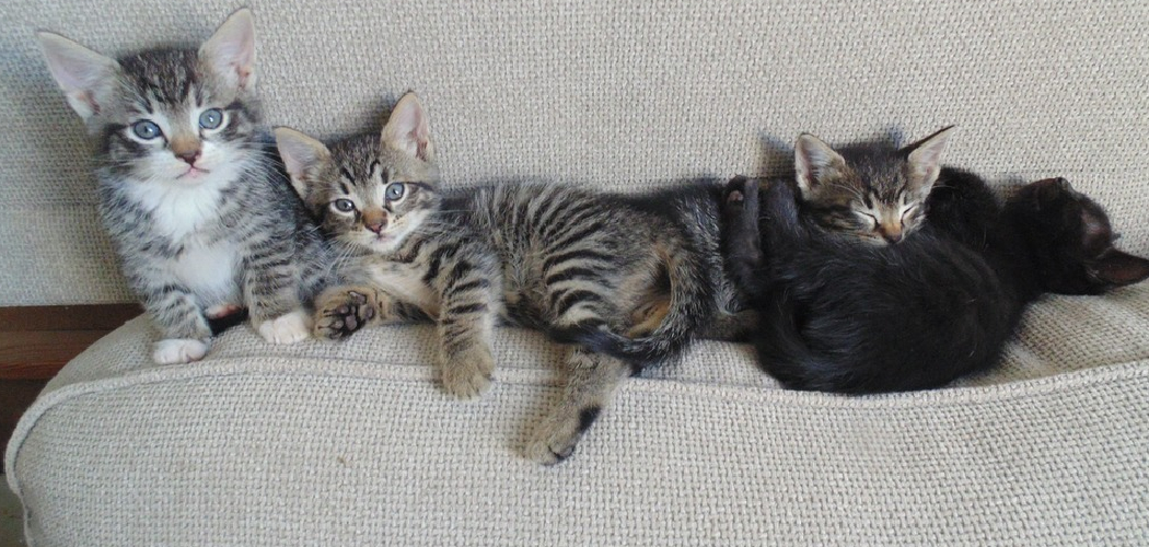 How to Keep Cat from Going under Couch
