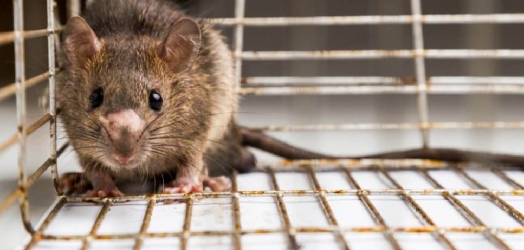 How to Protect Furniture in Storage from Mice